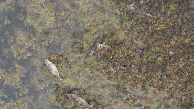 Aerial view of seals on the rocky shore of Skye United Kingdom. Aerial view of seals on the rocky shore of Skye United Kingdom.