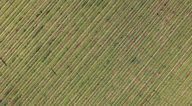Aerial view of a hop farm with lush green rows of hop plants growing on trellises in Woodburn Oregon United States.