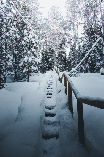 View of snow covered wooden stairs leading through a dense pine forest in Lahemaa National Park Estonia. View of snow covered wooden stairs leading through a dense pine forest in Lahemaa National Park Estonia.