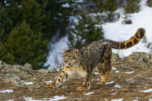 View of a snow leopard walking across rocky snow covered terrain with pine trees in the background in the USA. View of a snow leopard walking across rocky snow covered terrain with pine trees in the background in the USA.
