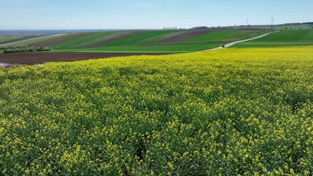 Aerial view of yellow field with road France.