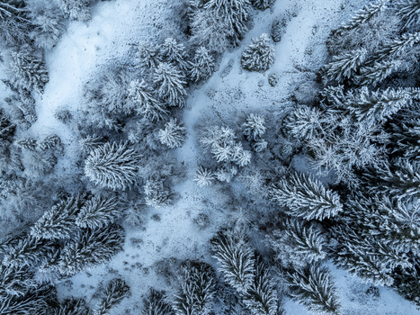 Aerial view of snow laden evergreens create a mesmerizing mosaic of winter wonder their frosted branches painting a serene landscape Schwangau Bayern Germany.