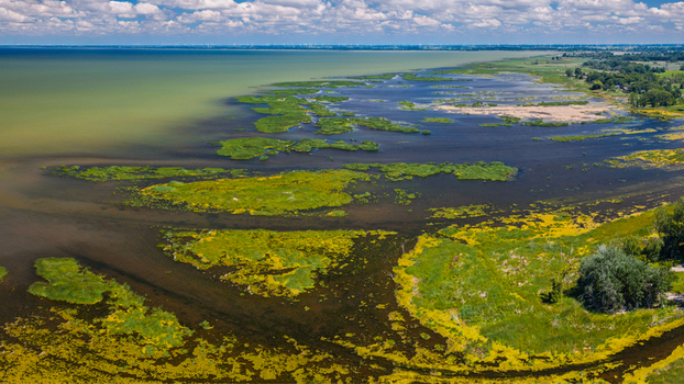 Aerial view of lush wetlands and shallow waters along the shoreline of Saginaw Bay featuring vibrant green aquatic vegetation and sandy patches in Bay City Michigan United States.