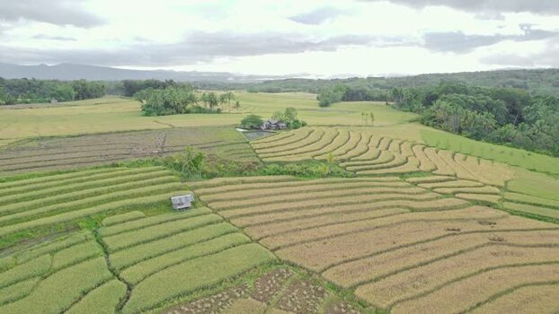 Aerial view of terraced rice fields and hills in Indonesia.