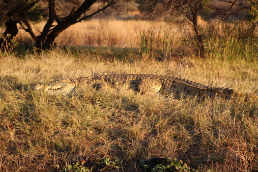 View of a large Nile crocodile resting in dry golden grass near the water at Vaalkop Dam Bojanala Platinum District Municipality North West South Africa.