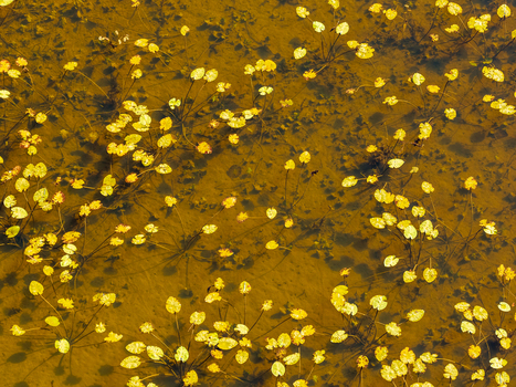 Aerial view of yellow water lilies floating on the surface of a shallow pond with visible stems and sandy bottom Lithuania. Aerial view of yellow water lilies floating on the surface of a shallow pond with visible stems and sandy bottom Lithuania.