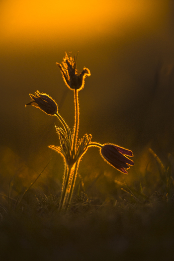 View of a Pasque Flower backlit by the warm golden hour sun in a meadow in Cambridgeshire United Kingdom. View of a Pasque Flower backlit by the warm golden hour sun in a meadow in Cambridgeshire United Kingdom.