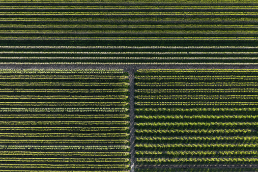 Aerial view of symmetrical parallel rows of trees in an orchard in Flevoland Netherlands.
