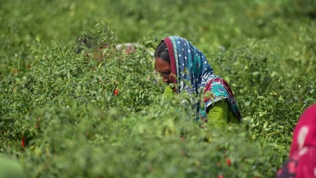 View of a woman harvesting crops in a green field Bangladesh. View of a woman harvesting crops in a green field Bangladesh.