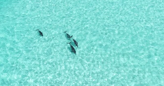 Aerial view of a pod of dolphins swimming in the Maldives.