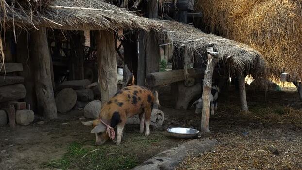 View of a spotted pig under a thatched shelter Nepal.