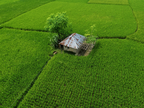 Aerial view of a small hut with a rusted metal roof nestled in a vibrant green rice paddy field with a tree in Joypurhat Rajshahi Division Bangladesh. Aerial view of a small hut with a rusted metal roof nestled in a vibrant green rice paddy field with a tree in Joypurhat Rajshahi Division Bangladesh.