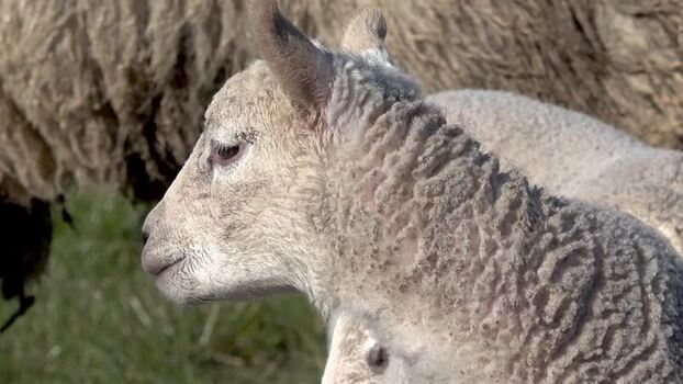 View of a young lamb in a field Ireland.