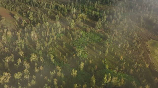 Aerial view of dense forest landscape with morning mist Germany.