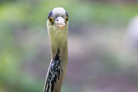 View of a grey heron looking directly at the camera with its long neck and sharp beak against a blurred natural background in Mulhouse Grand Est France.
