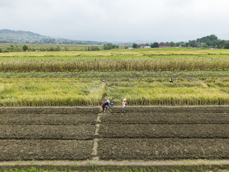 Aerial view of farmers tending neatly partitioned fields a mosaic of dark earth and golden crops under a vast sky Kendal Central Java Indonesia. Aerial view of farmers tending neatly partitioned fields a mosaic of dark earth and golden crops under a vast sky Kendal Central Java Indonesia.