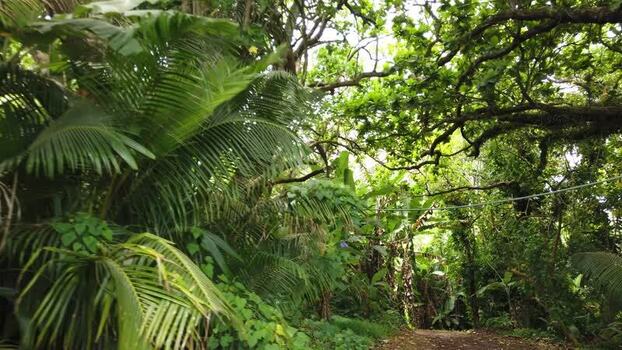View of dense tropical foliage Pitcairn Islands.