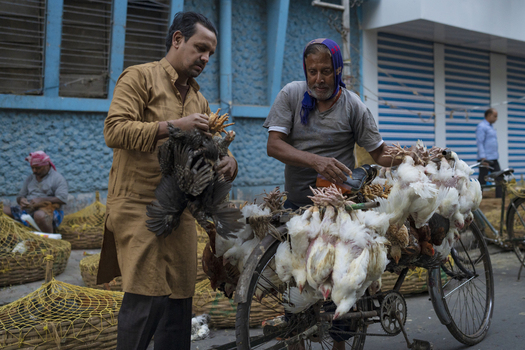 Kolkata India 06 December 2024 View of men meticulously preparing poultry their weathered hands a stark contrast to the soft white feathers set against the textured backdrop of a blue building. Kolkata India 06 December 2024 View of men meticulously preparing poultry their weathered hands a stark contrast to the soft white feathers set against the textured backdrop of a blue building.