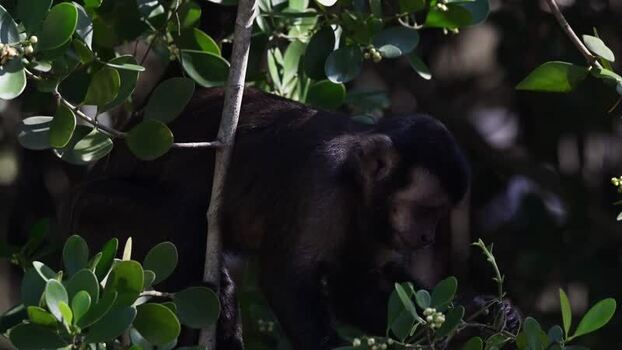 View of a capuchin monkey in a tree in Rio de Janeiro Brazil.