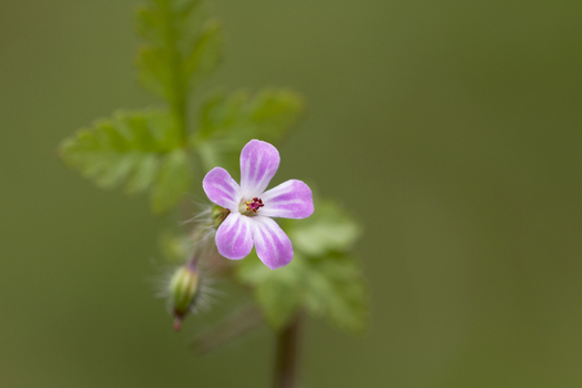 View of a delicate pink Herb Robert flower with its characteristic five petaled bloom and green foliage against a soft focus natural background in the United Kingdom.