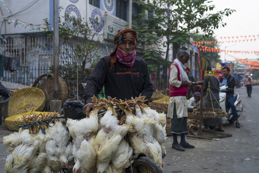 Kolkata India 06 December 2024 View of a vendor face masked pushing a cart laden with plucked chickens the stark white plumage a sharp contrast against the dull urban backdrop. Kolkata India 06 December 2024 View of a vendor face masked pushing a cart laden with plucked chickens the stark white plumage a sharp contrast against the dull urban backdrop.