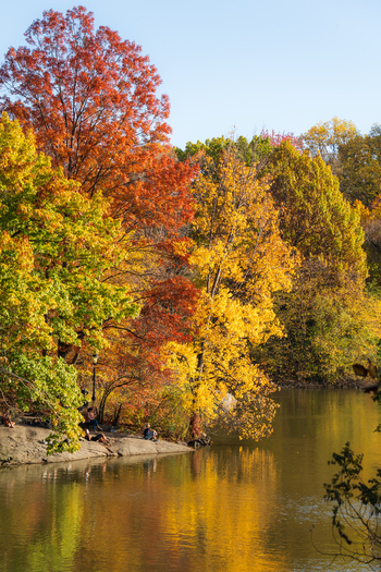 Manhattan United States 08 November 2025 View of vibrant autumn foliage reflecting in the serene waters of Central Park a symphony of warm hues against the clear sky. Manhattan United States 08 November 2025 View of vibrant autumn foliage reflecting in the serene waters of Central Park a symphony of warm hues against the clear sky.