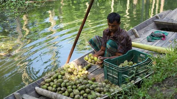 View of a man sorting fruits on a wooden boat Bangladesh. View of a man sorting fruits on a wooden boat Bangladesh.