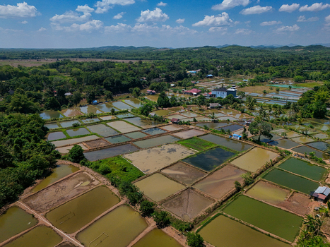 Aerial view of aquaculture fish ponds surrounded by lush green trees and vegetation in Banjar Regency South Kalimantan Indonesia. Aerial view of aquaculture fish ponds surrounded by lush green trees and vegetation in Banjar Regency South Kalimantan Indonesia.