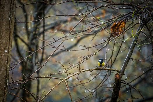 View of a vibrant yellow and blue bird perched delicately on a branch amidst the glistening raindrops and muted tones of the forest Schaffhausen Neuhausen am Rheinfall Switzerland. View of a vibrant yellow and blue bird perched delicately on a branch amidst the glistening raindrops and muted tones of the forest Schaffhausen Neuhausen am Rheinfall Switzerland.