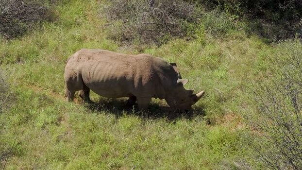 Aerial view of a rhino grazing in the savanna South Africa.