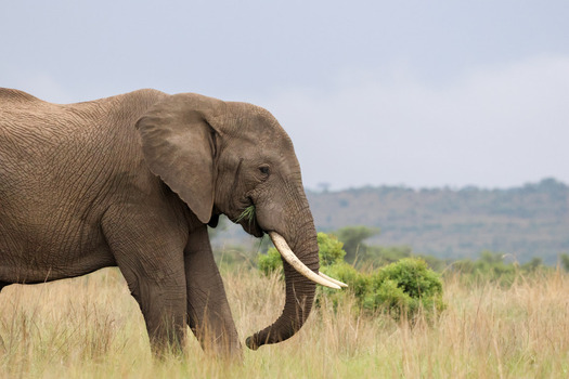 View of an African elephant with large tusks grazing on grass in the savanna at Welgevonden Game Reserve Waterberg District Municipality Limpopo South Africa.