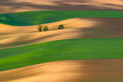 Aerial view of rolling agricultural fields with vibrant green and brown stripes and small clusters of trees in the landscape of Cejkovice South Moravian Region Czechia.