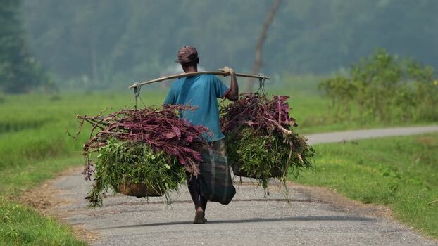 View of a farmer carrying harvested crops on a yoke Bangladesh.