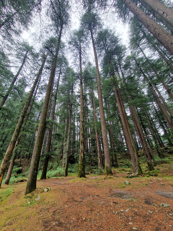 View of the dense pine forest in Malana Himachal Pradesh India.