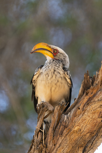 View of a yellow billed hornbill perched majestically on a weathered branch its vibrant beak contrasting with the muted tones of the arid landscape Brandberg Erongo Region Namibia. View of a yellow billed hornbill perched majestically on a weathered branch its vibrant beak contrasting with the muted tones of the arid landscape Brandberg Erongo Region Namibia.