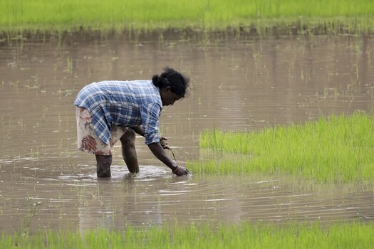 Odisha India 26 March 2026 View of a farmer tending to the vibrant green rice paddy fields her silhouette reflecting in the still watery expanse a testament to timeless agricultural traditions. Odisha India 26 March 2026 View of a farmer tending to the vibrant green rice paddy fields her silhouette reflecting in the still watery expanse a testament to timeless agricultural traditions.