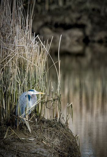 View of a Great Blue Heron standing among tall reeds on a muddy riverbank in British Columbia Canada.