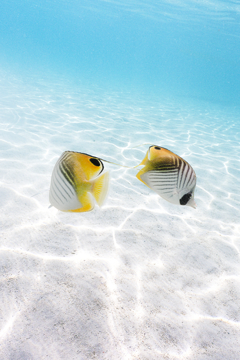 View of two threadfin butterflyfish swimming over a bright sandy seabed in clear turquoise water in Moorea Maiao Windward Islands French Polynesia.