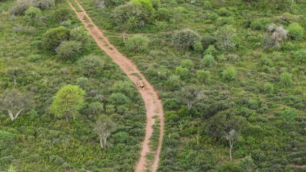 Aerial view of a lion walking on a dirt path in South Africa.