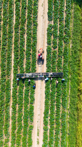 Aerial view of zucchini harvesting in a field with workers loading crates onto a tractor pulled conveyor system in Milan Lombardy Italy.