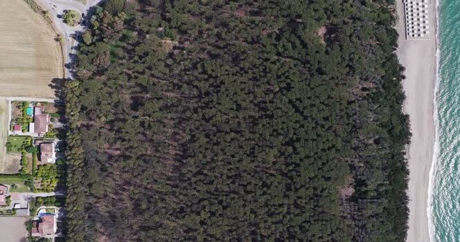 Aerial view of a pine forest and sandy beach Italy.