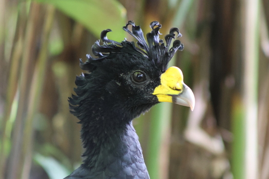 View of a great curassow with its striking black plumage yellow beak and distinctive curly crest standing out against the lush green foliage Quepos Puntarenas Province Costa Rica.