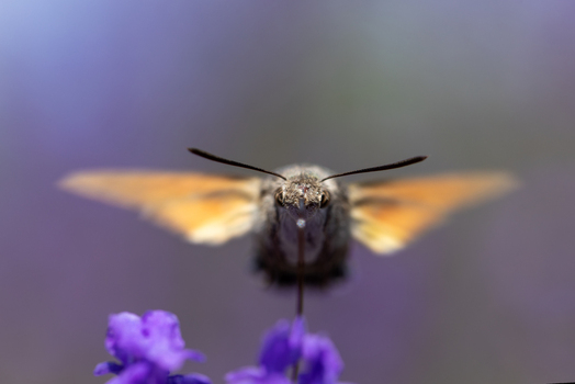 View of a hummingbird hawk moth hovering in front of purple flowers with its wings spread and proboscis extended in Wittenheim Grand Est France.
