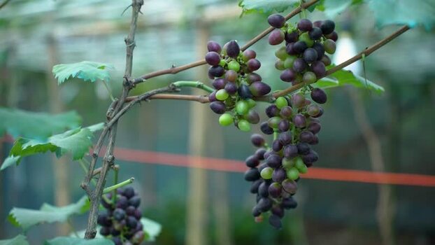 View of bunches of grapes hanging on a vine in a vineyard Bangladesh. View of bunches of grapes hanging on a vine in a vineyard Bangladesh.