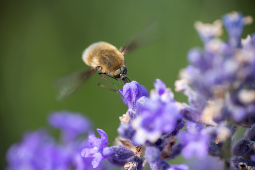 View of a fuzzy bee fly hovering over purple lavender blossoms in a garden Wittenheim Grand Est France.