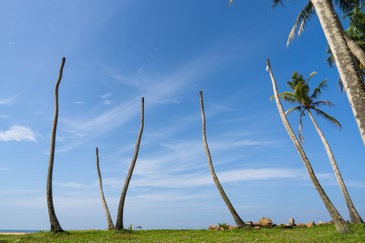 View of tall palm tree trunks leaning towards a clear blue sky over a lush green lawn in Galle Southern Province Sri Lanka.