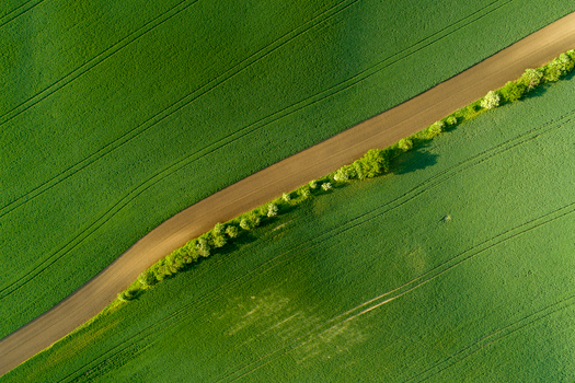 Aerial view of a dirt path cutting through vibrant green agricultural fields in Moravia lined with a row of small trees Brno City District South Moravian Region Czechia.