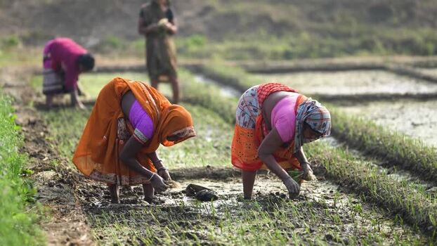View of women working in a rice field in Patna India.
