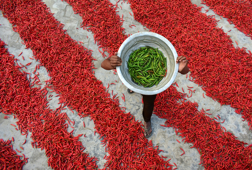 Bogura Bangladesh 12 February 2017 View of a worker carrying a bowl of green chilies while walking over rows of red chilies drying in the sun. Bogura Bangladesh 12 February 2017 View of a worker carrying a bowl of green chilies while walking over rows of red chilies drying in the sun.