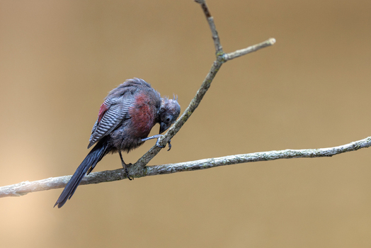 View of a small bird with dark grey and reddish plumage perched on a bare branch against a soft blurred background in Mulhouse Grand Est France.